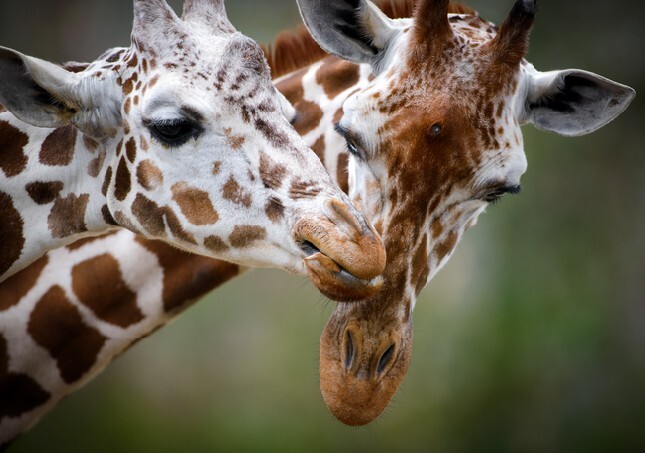 Two Giraffes Showing Love